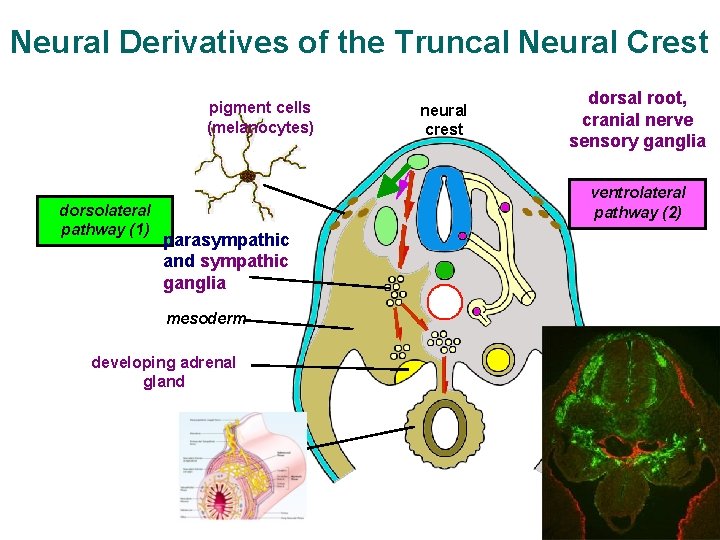 Neural Derivatives of the Truncal Neural Crest pigment cells (melanocytes) dorsolateral pathway (1) neural