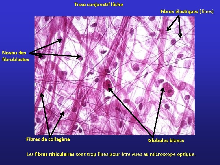 Tissu conjonctif lâche Fibres élastiques (fines) Noyau des fibroblastes Fibres de collagène Globules blancs