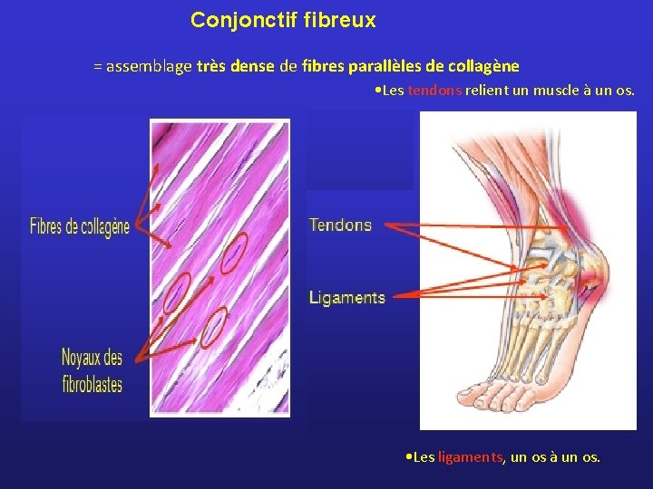 Conjonctif fibreux = assemblage très dense de fibres parallèles de collagène • Les tendons