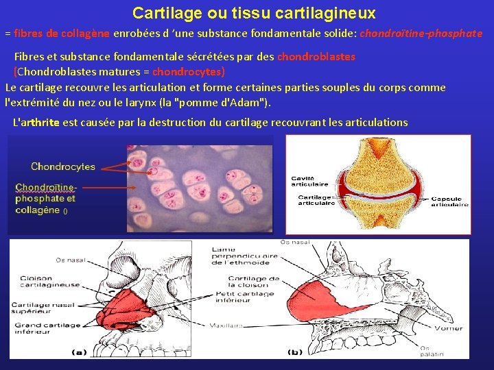 Cartilage ou tissu cartilagineux = fibres de collagène enrobées d ’une substance fondamentale solide: