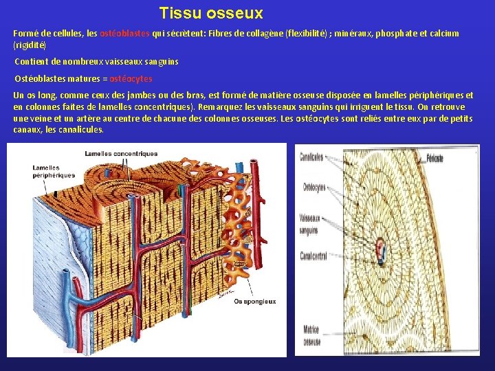 Tissu osseux Formé de cellules, les ostéoblastes qui sécrètent: Fibres de collagène (flexibilité) ;