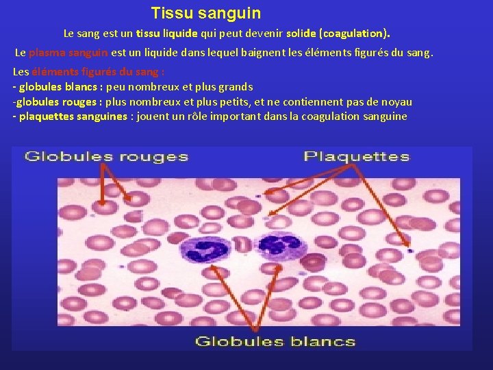 Tissu sanguin Le sang est un tissu liquide qui peut devenir solide (coagulation). Le