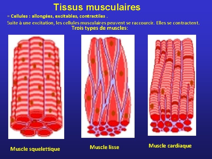 Tissus musculaires = Cellules : allongées, excitables, contractiles. Suite à une excitation, les cellules