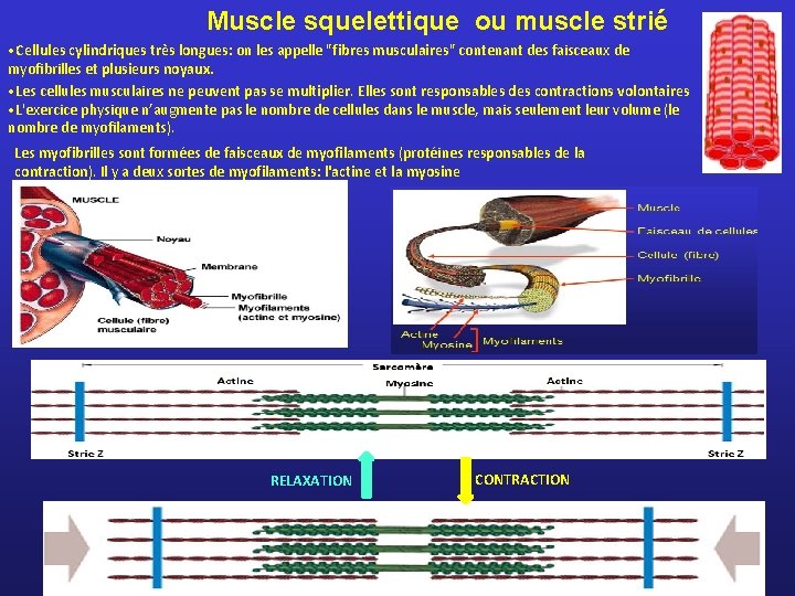 Muscle squelettique ou muscle strié • Cellules cylindriques très longues: on les appelle "fibres