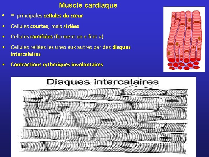 Muscle cardiaque • = principales cellules du cœur • Cellules courtes, mais striées •