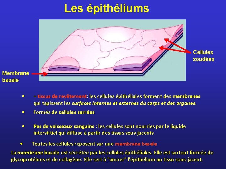 Les épithéliums Cellules soudées Membrane basale • = tissus de revêtement: les cellules épithéliales