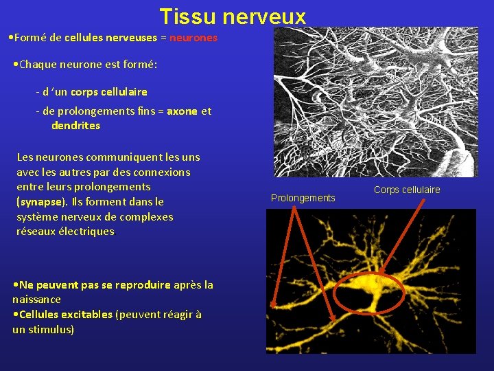 Tissu nerveux • Formé de cellules nerveuses = neurones • Chaque neurone est formé: