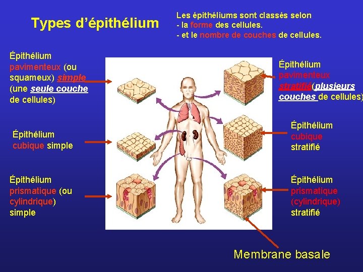 Types d’épithélium Épithélium pavimenteux (ou squameux) simple (une seule couche de cellules) Épithélium cubique