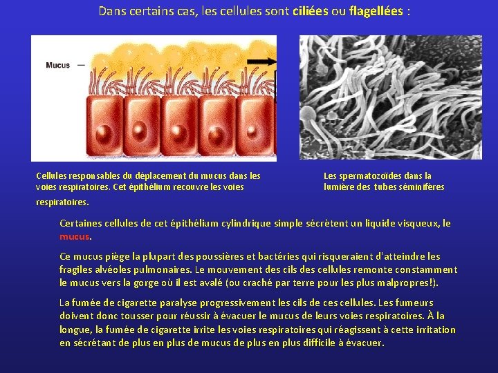 Dans certains cas, les cellules sont ciliées ou flagellées : Cellules responsables du déplacement