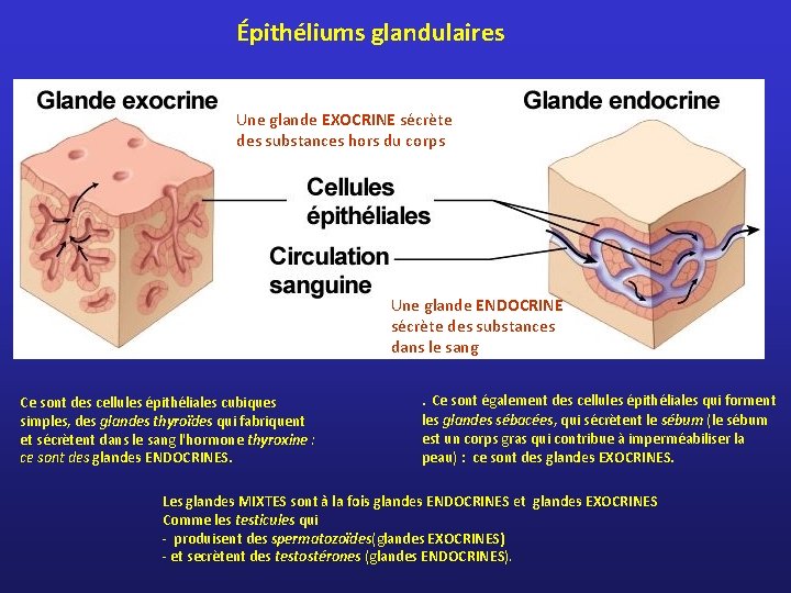 Épithéliums glandulaires Une glande EXOCRINE sécrète des substances hors du corps Une glande ENDOCRINE