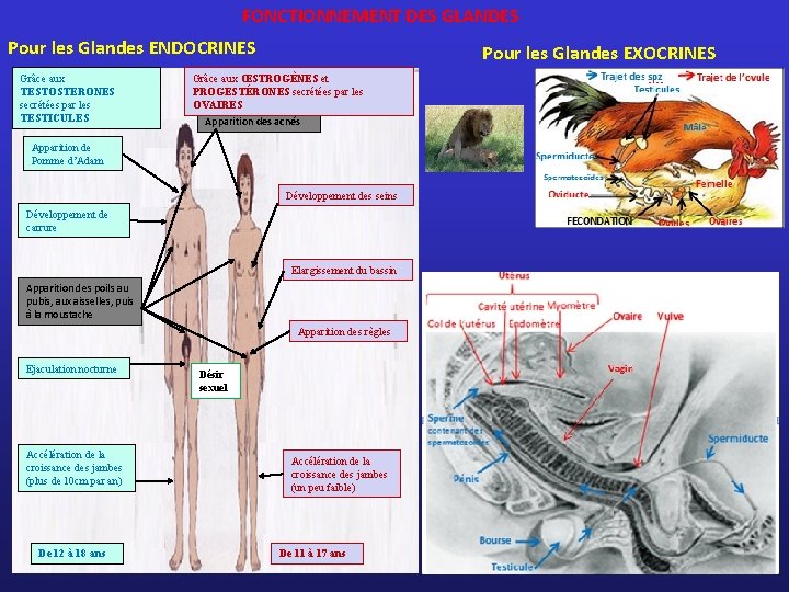 FONCTIONNEMENT DES GLANDES Pour les Glandes ENDOCRINES Grâce aux TESTOSTERONES secrétées par les TESTICULES