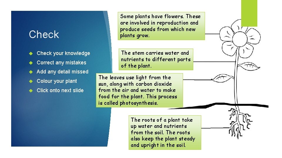 Check your knowledge Correct any mistakes Add any detail missed Colour your plant Click