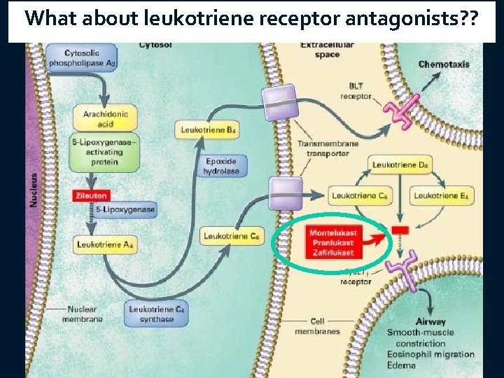 What about leukotriene receptor antagonists? ? 