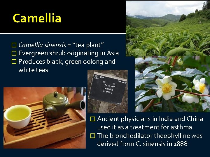 Camellia � Camellia sinensis = “tea plant” � Evergreen shrub originating in Asia �