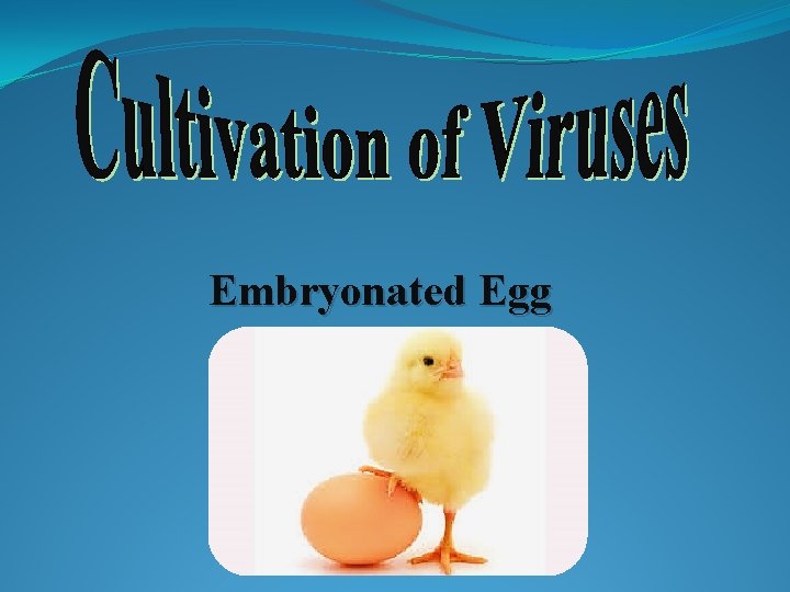 Embryonated Egg 