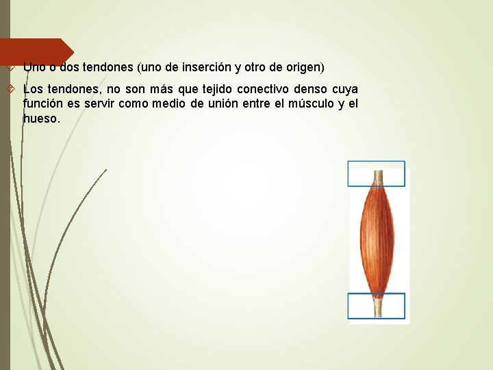  Uno o dos tendones (uno de inserción y otro de origen) Los tendones,