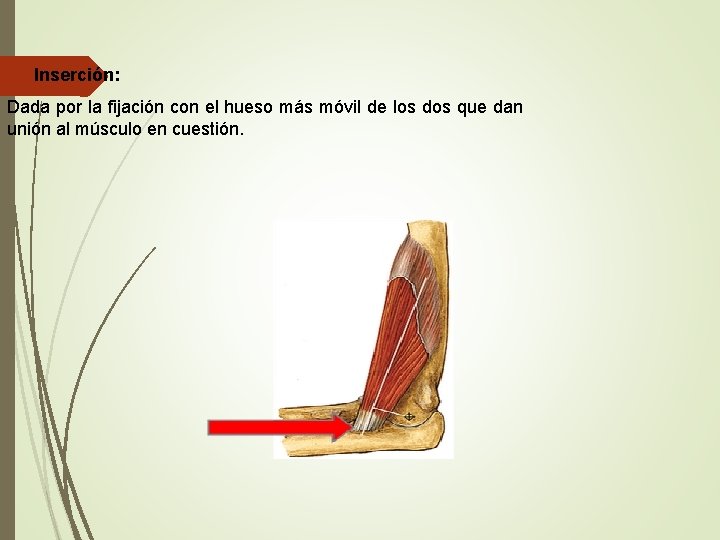  Inserción: Dada por la fijación con el hueso más móvil de los dos