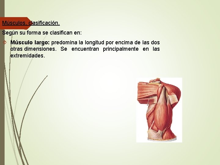 Músculos, clasificación. Según su forma se clasifican en: Músculo largo: predomina la longitud por