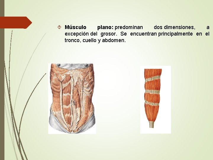  Músculo plano: predominan dos dimensiones, a excepción del grosor. Se encuentran principalmente en