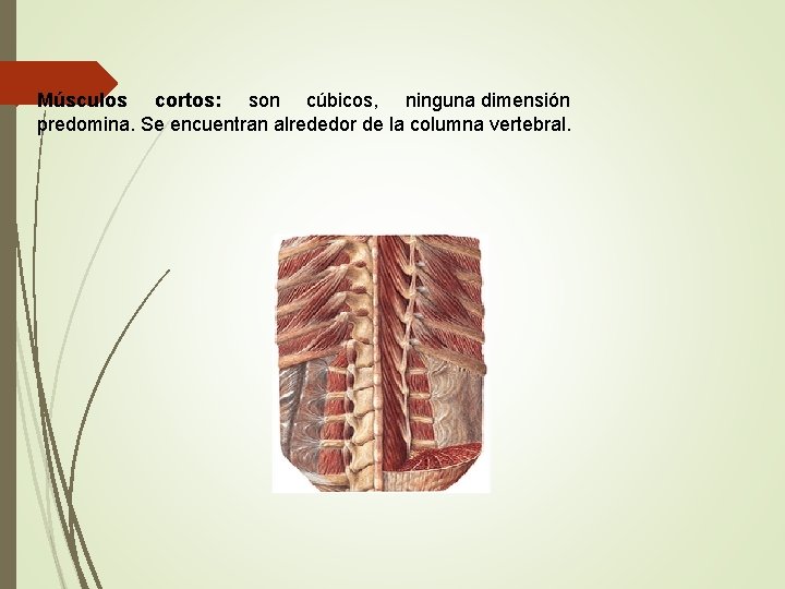 Músculos cortos: son cúbicos, ninguna dimensión predomina. Se encuentran alrededor de la columna