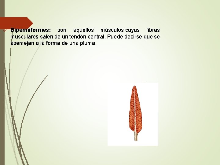  Bipenniformes: son aquellos músculos cuyas fibras musculares salen de un tendón central. Puede