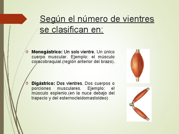 Según el número de vientres se clasifican en: Monogástrico: Un solo vientre. Un único