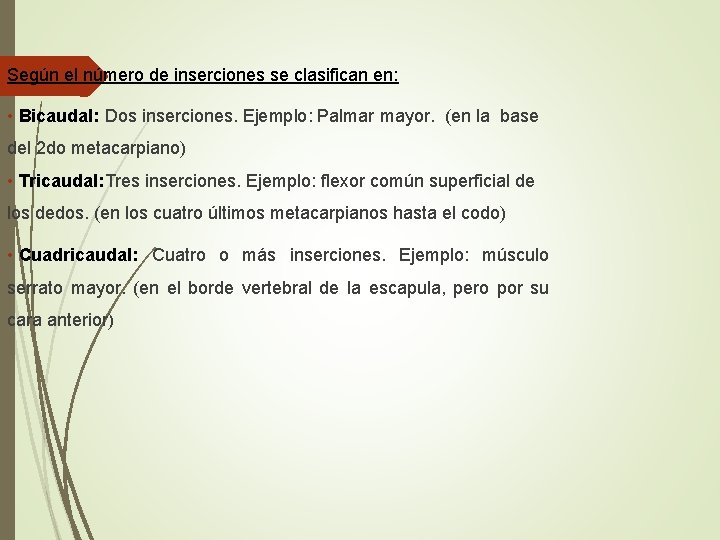 Según el número de inserciones se clasifican en: • Bicaudal: Dos inserciones. Ejemplo: Palmar