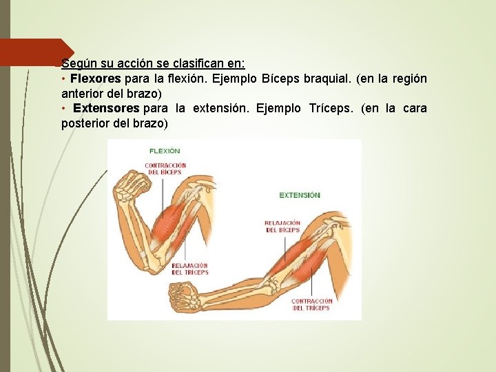 Según su acción se clasifican en: • Flexores para la flexión. Ejemplo Bíceps braquial.