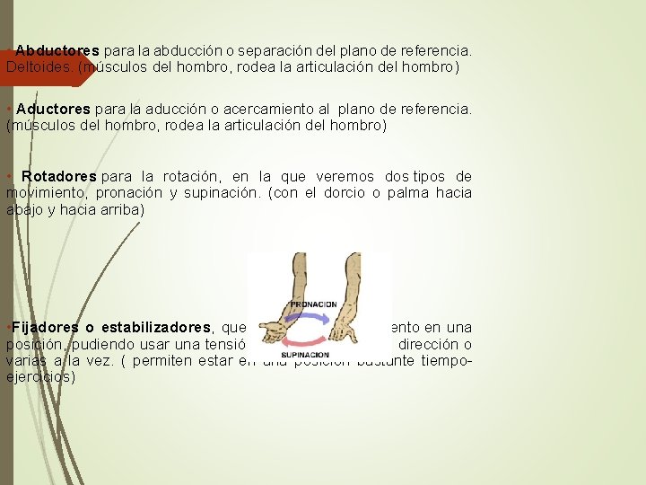  • Abductores para la abducción o separación del plano de referencia. Deltoides. (músculos