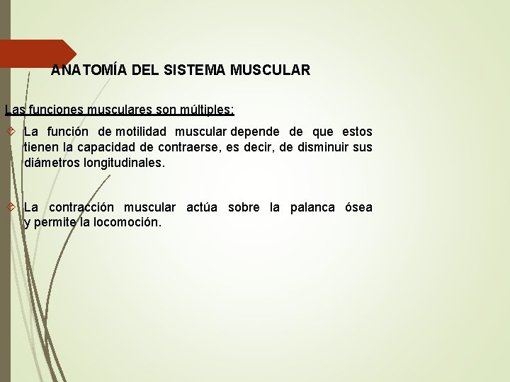 ANATOMÍA DEL SISTEMA MUSCULAR Las funciones musculares son múltiples: La función de motilidad muscular