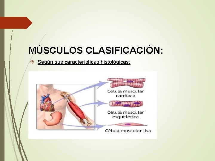 MÚSCULOS CLASIFICACIÓN: Según sus características histológicas: 