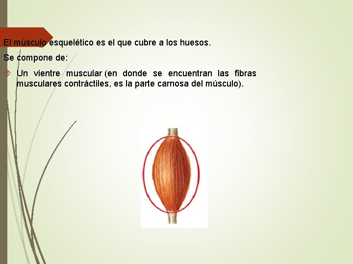 El músculo esquelético es el que cubre a los huesos. Se compone de: Un