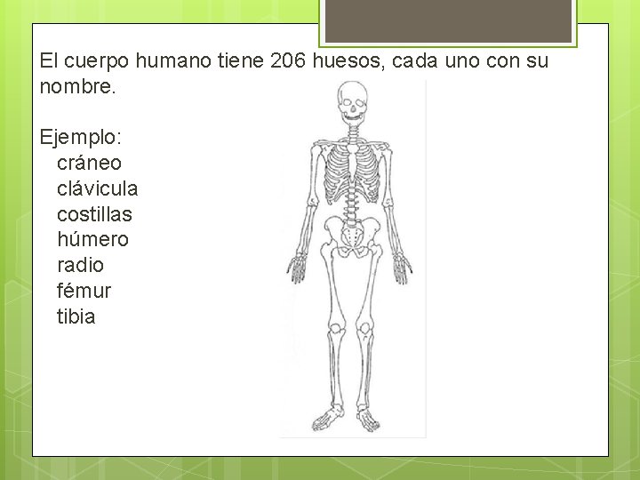 El cuerpo humano tiene 206 huesos, cada uno con su nombre. Ejemplo: cráneo clávicula