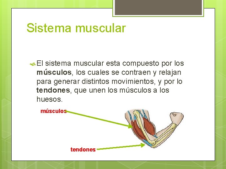 Sistema muscular El sistema muscular esta compuesto por los músculos, los cuales se contraen