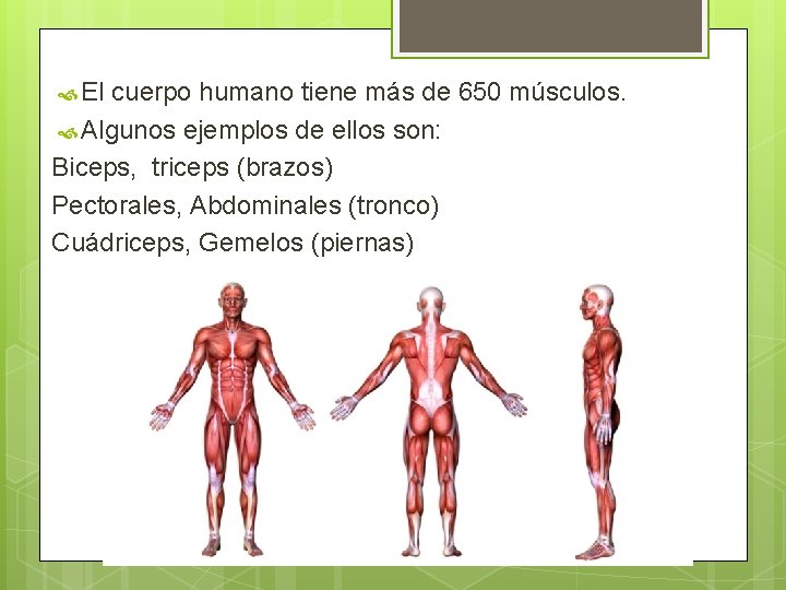  El cuerpo humano tiene más de 650 músculos. Algunos ejemplos de ellos son: