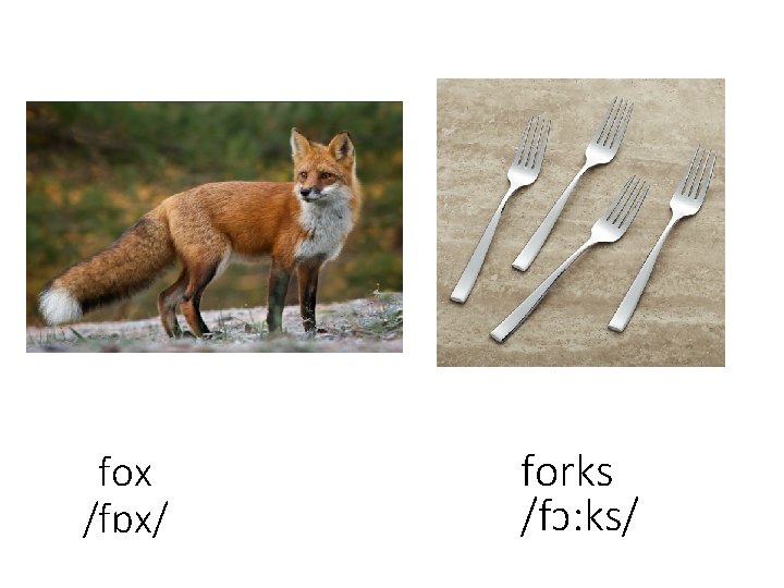 fox /fɒx/ forks /fɔ: ks/ 