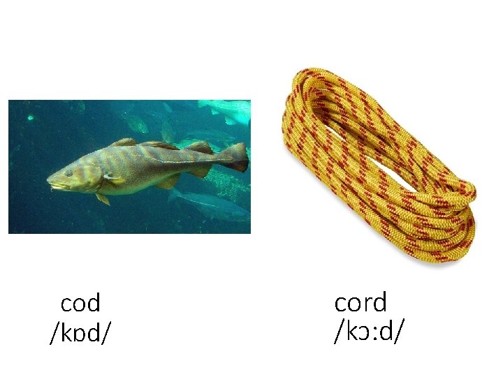cod /kɒd/ cord /kɔ: d/ 