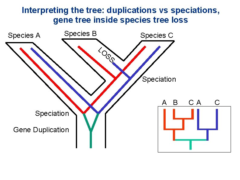 Interpreting the tree: duplications vs speciations, gene tree inside species tree loss Species A Interpreting the tree: duplications vs speciations, gene tree inside species tree loss Species A