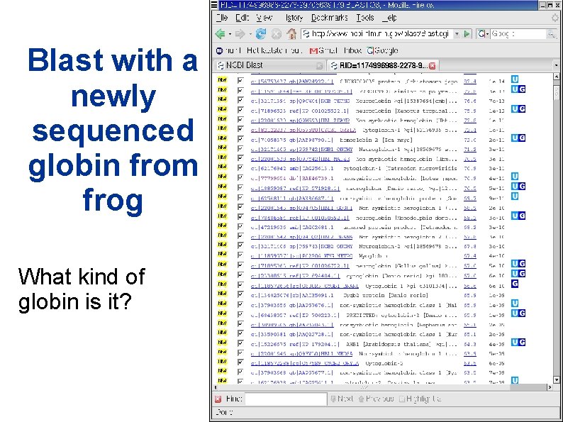 Blast with a newly sequenced globin from frog What kind of globin is it? Blast with a newly sequenced globin from frog What kind of globin is it?