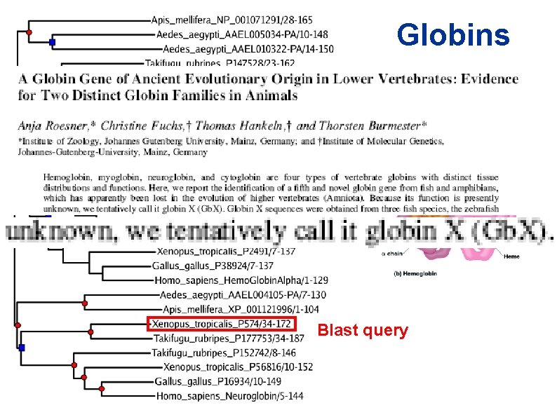 Globins Blast query Globins Blast query