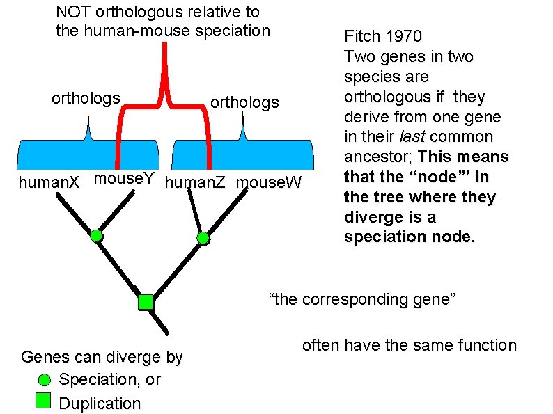 NOT orthologous relative to the human-mouse speciation orthologs human. X mouse. Y human. Z NOT orthologous relative to the human-mouse speciation orthologs human. X mouse. Y human. Z
