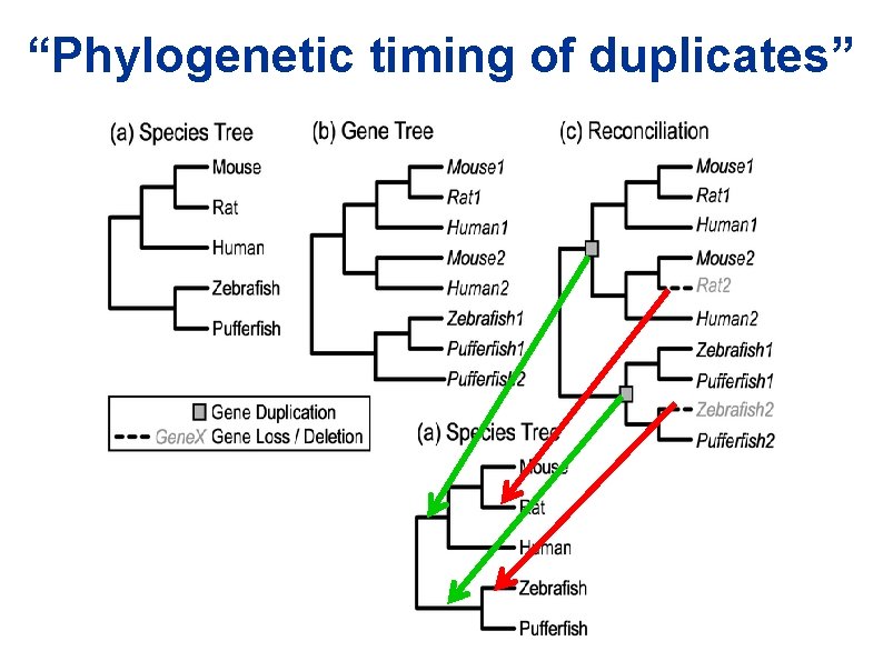 “Phylogenetic timing of duplicates” “Phylogenetic timing of duplicates”