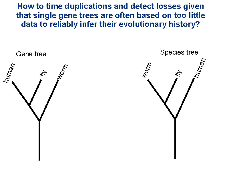 How to time duplications and detect losses given that single gene trees are often How to time duplications and detect losses given that single gene trees are often