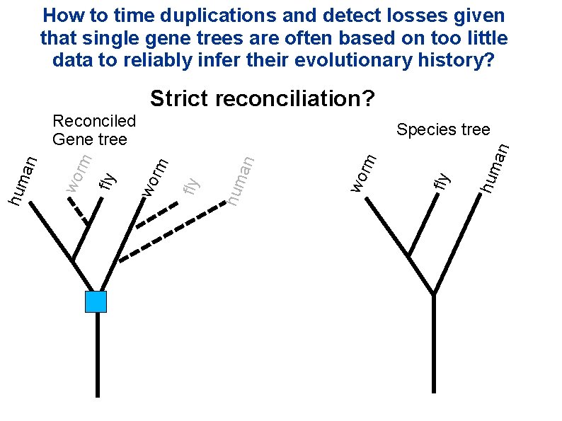 How to time duplications and detect losses given that single gene trees are often How to time duplications and detect losses given that single gene trees are often