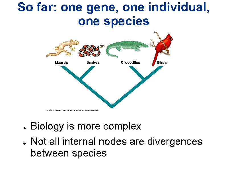 So far: one gene, one individual, one species ● ● Biology is more complex So far: one gene, one individual, one species ● ● Biology is more complex