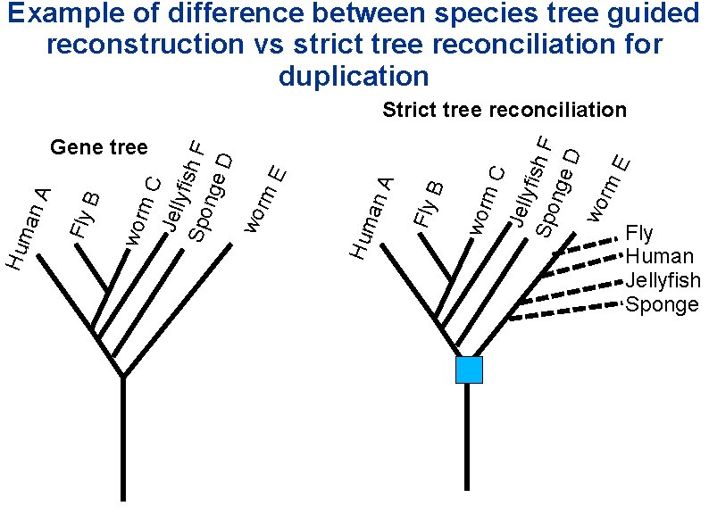 Example of difference between species tree guided reconstruction vs strict tree reconciliation for duplication Example of difference between species tree guided reconstruction vs strict tree reconciliation for duplication
