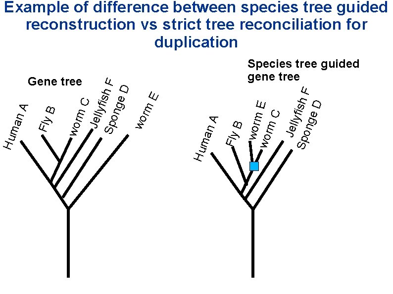 Example of difference between species tree guided reconstruction vs strict tree reconciliation for duplication Example of difference between species tree guided reconstruction vs strict tree reconciliation for duplication