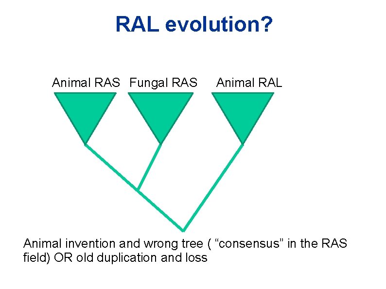 RAL evolution? Animal RAS Fungal RAS Animal RAL Animal invention and wrong tree ( RAL evolution? Animal RAS Fungal RAS Animal RAL Animal invention and wrong tree (