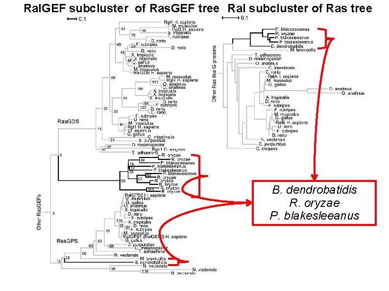Ral. GEF subcluster of Ras. GEF tree Ral subcluster of Ras tree B. dendrobatidis Ral. GEF subcluster of Ras. GEF tree Ral subcluster of Ras tree B. dendrobatidis
