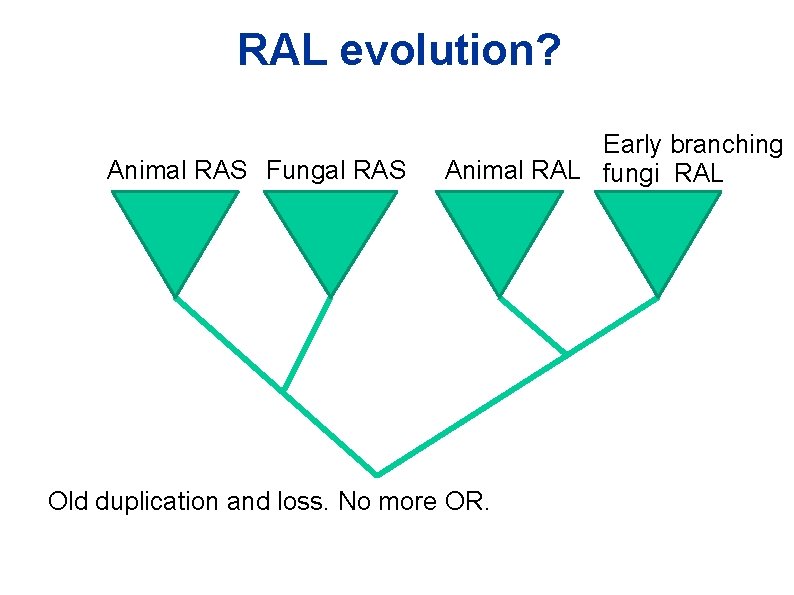 RAL evolution? Animal RAS Fungal RAS Early branching Animal RAL fungi RAL Old duplication RAL evolution? Animal RAS Fungal RAS Early branching Animal RAL fungi RAL Old duplication